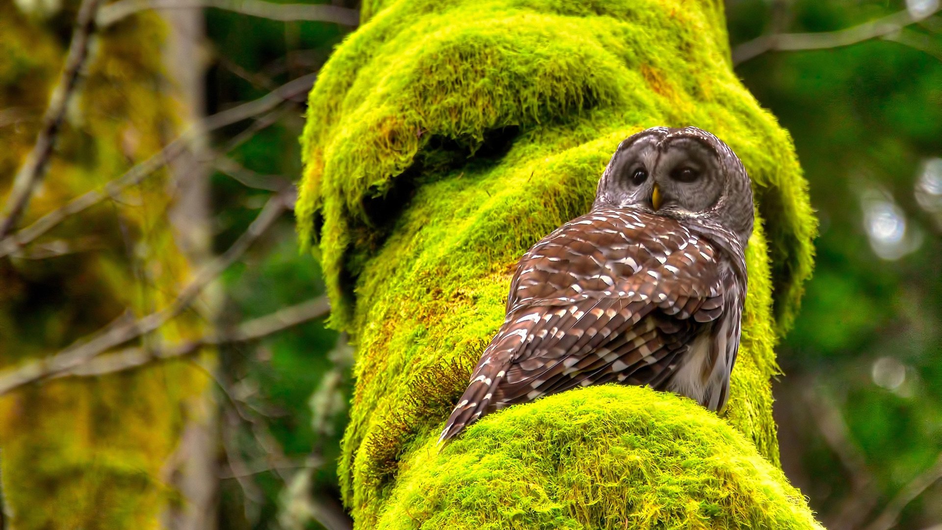 爱游戏体育app-《任天堂明星大乱斗》终极版赛事与《拳皇15》全球锦标赛的格斗电竞新势力