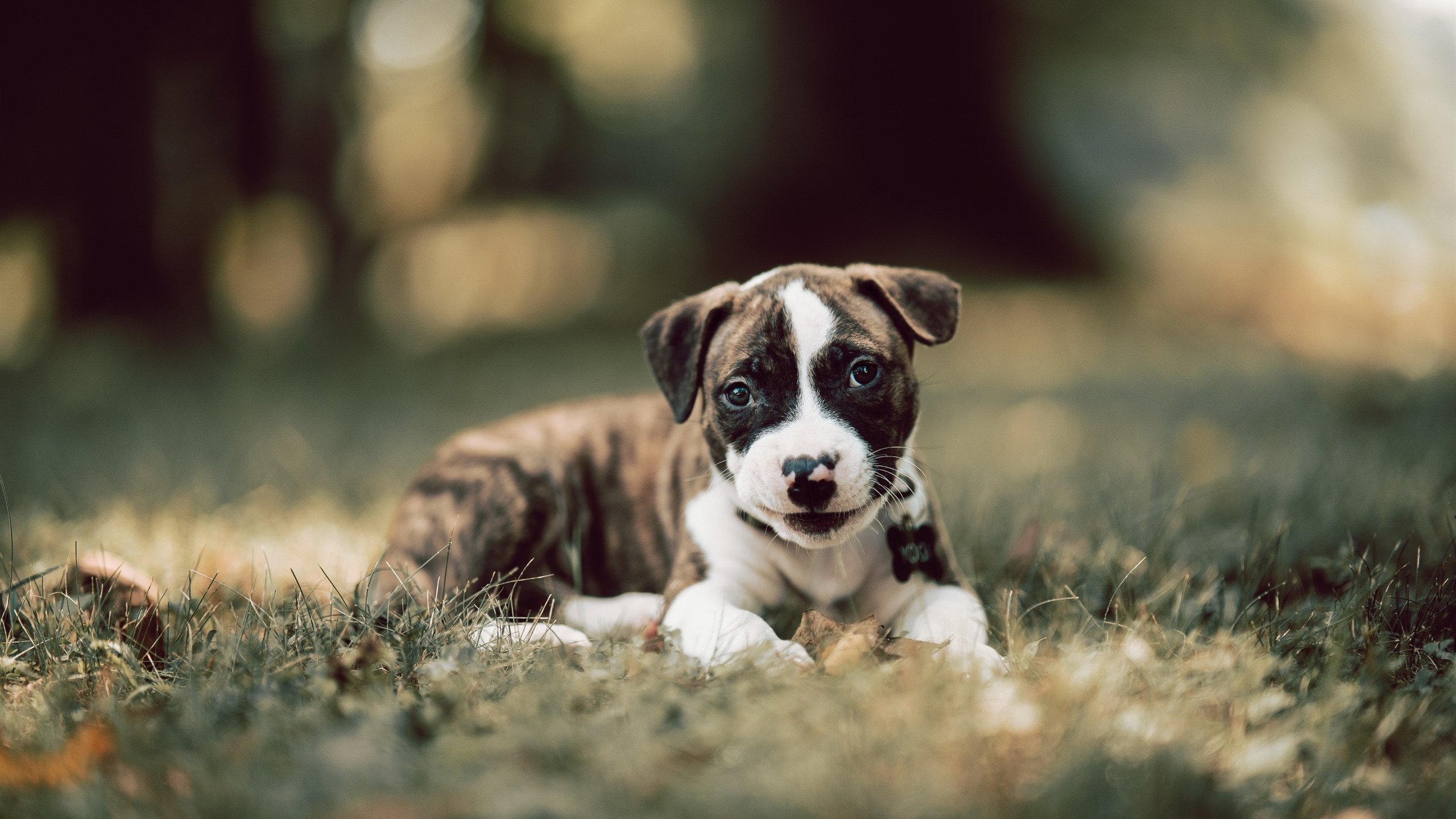 爱游戏官方-_现场趣味互动：粉丝投票、签名会精彩不断_，明星投票粉丝投票的链接