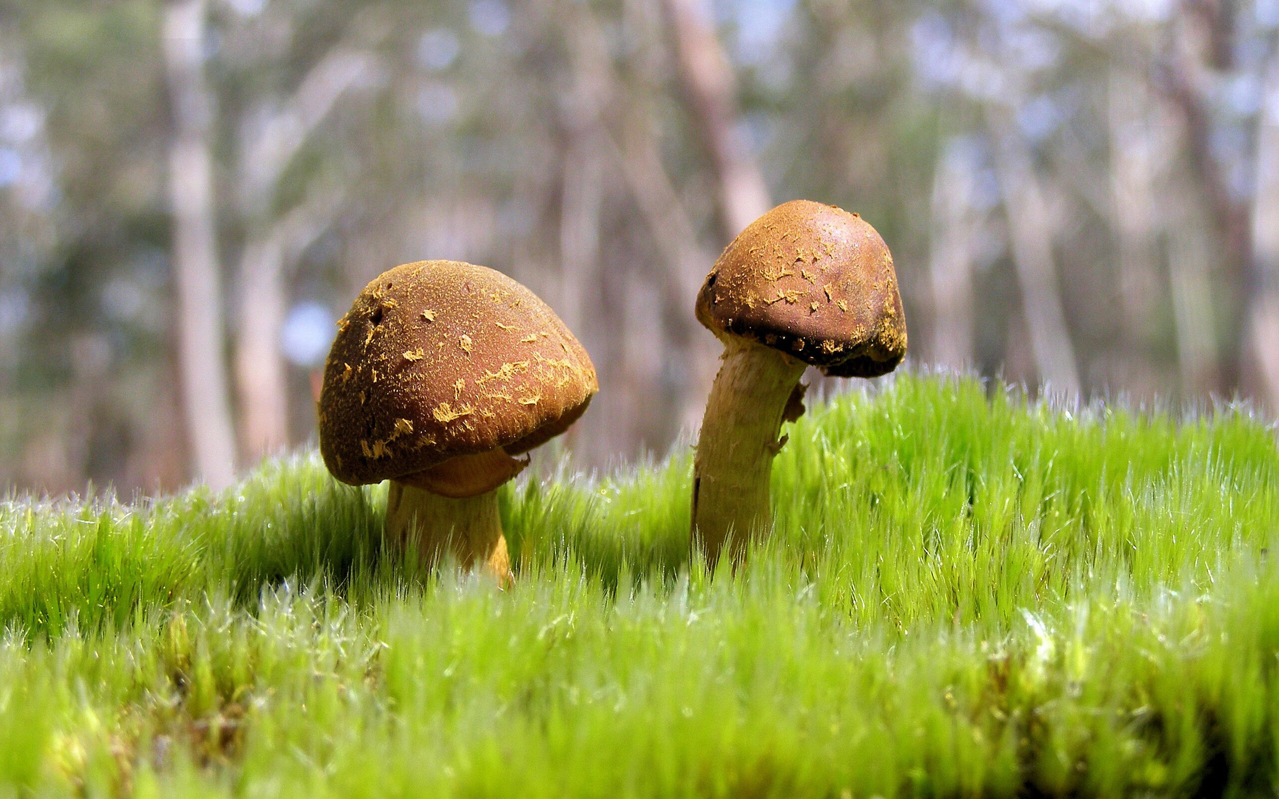 爱游戏综合娱乐-史上最大“黑马战队”：疑云重重终成王者！，黑马战队创始人