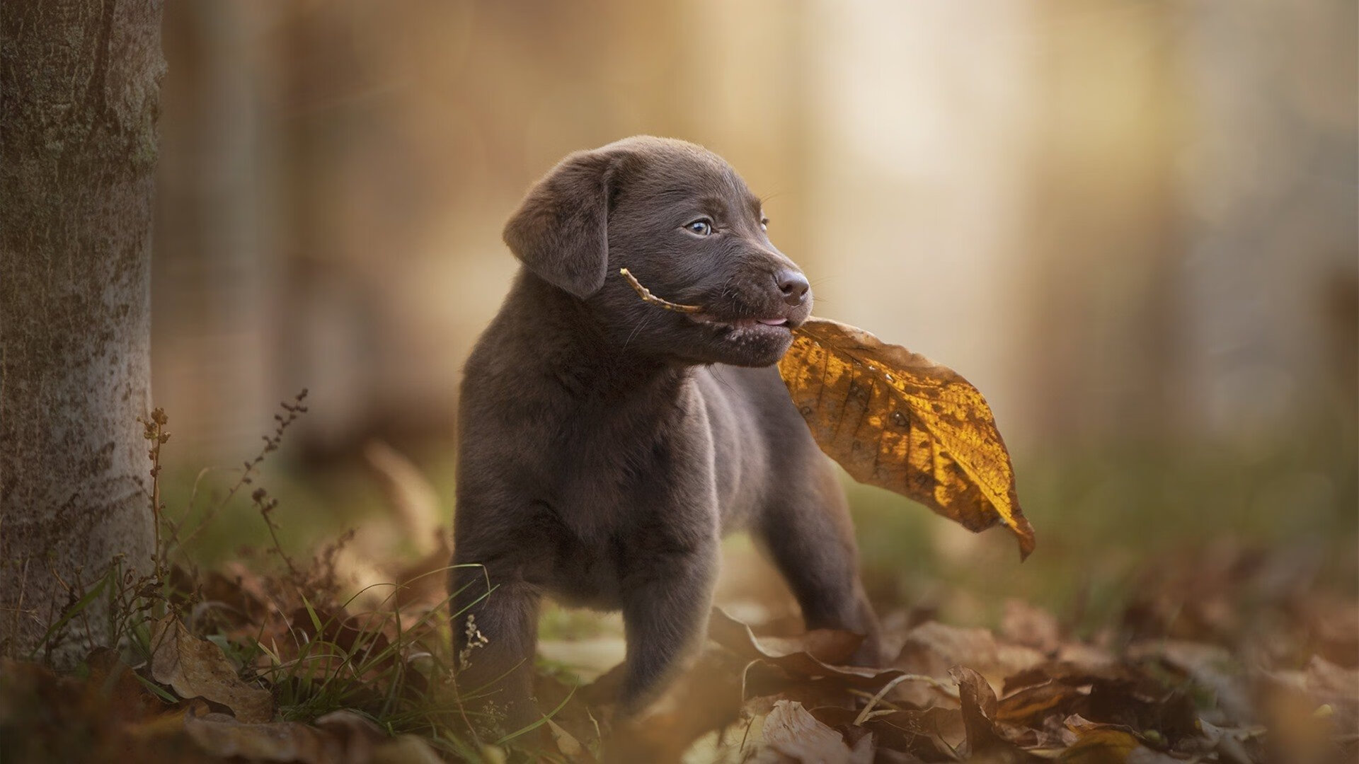 爱游戏官方网站-新星对决:未来之星的精彩表现,未来之星后一句