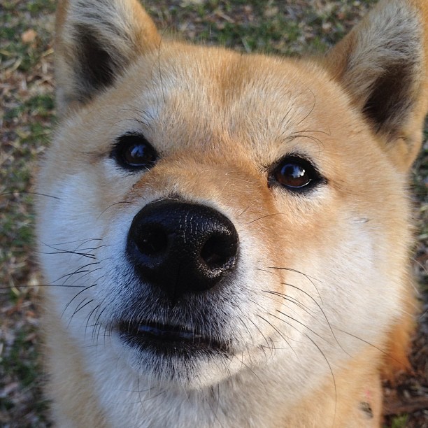 爱游戏电竞官网-勒沃库森逆转击败对手，积分上升，勒沃库森lg