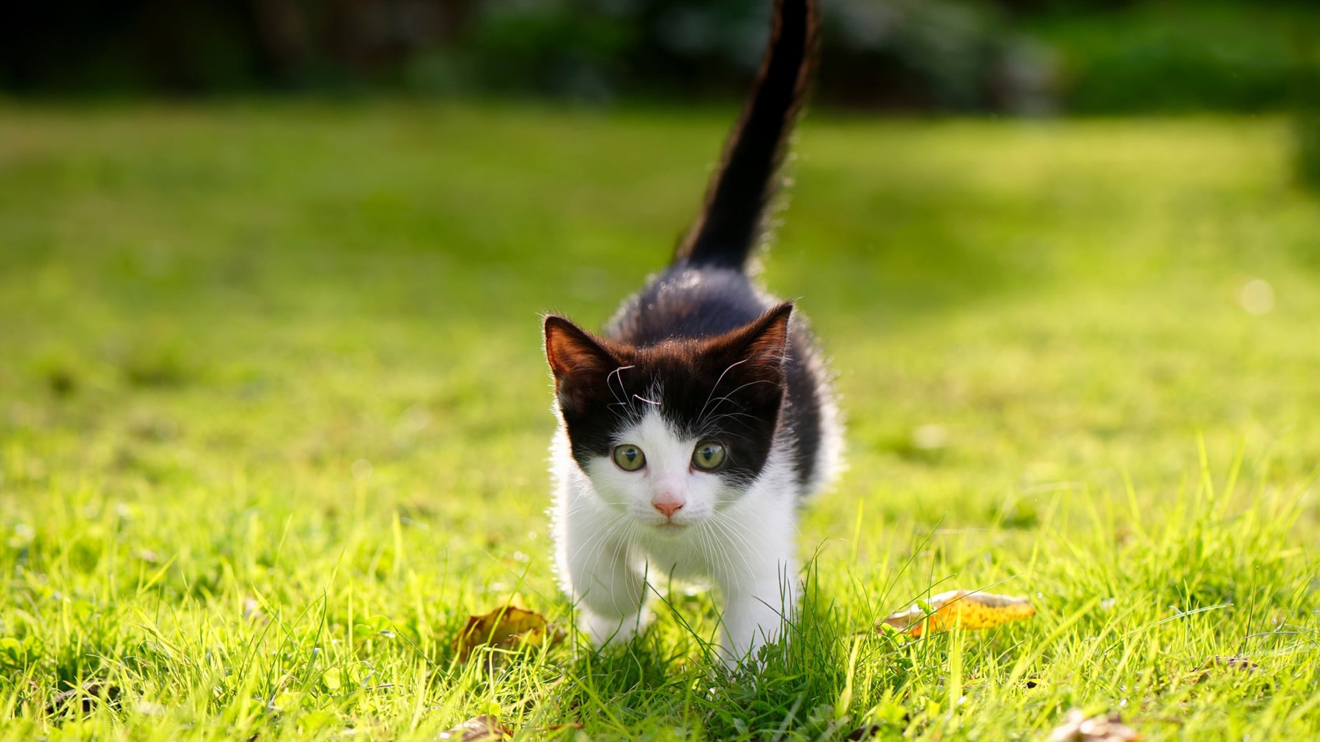 爱游戏娱乐网址-国米客场战平都灵在意甲继续保持前四，国米vs都灵比分预测