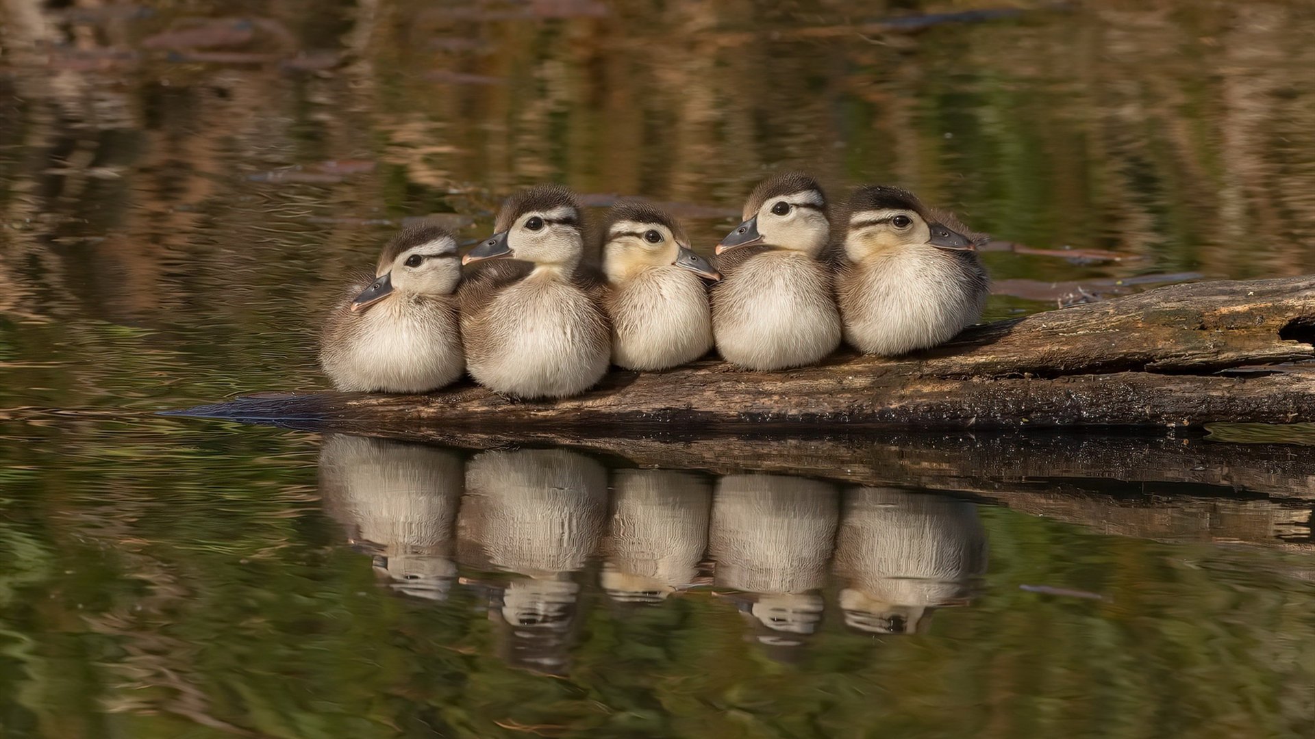 AIYOUXI.COM-LCK选手伤病恢复情况通报，lck职业选手大全