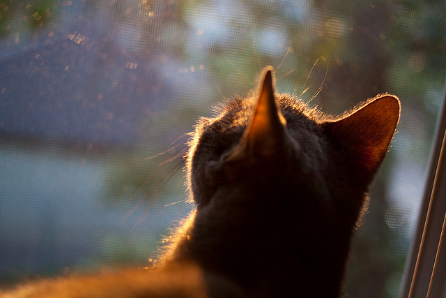 爱游戏下载-利物浦阵容齐整将挑战皇家马德里，利物浦阵容分析