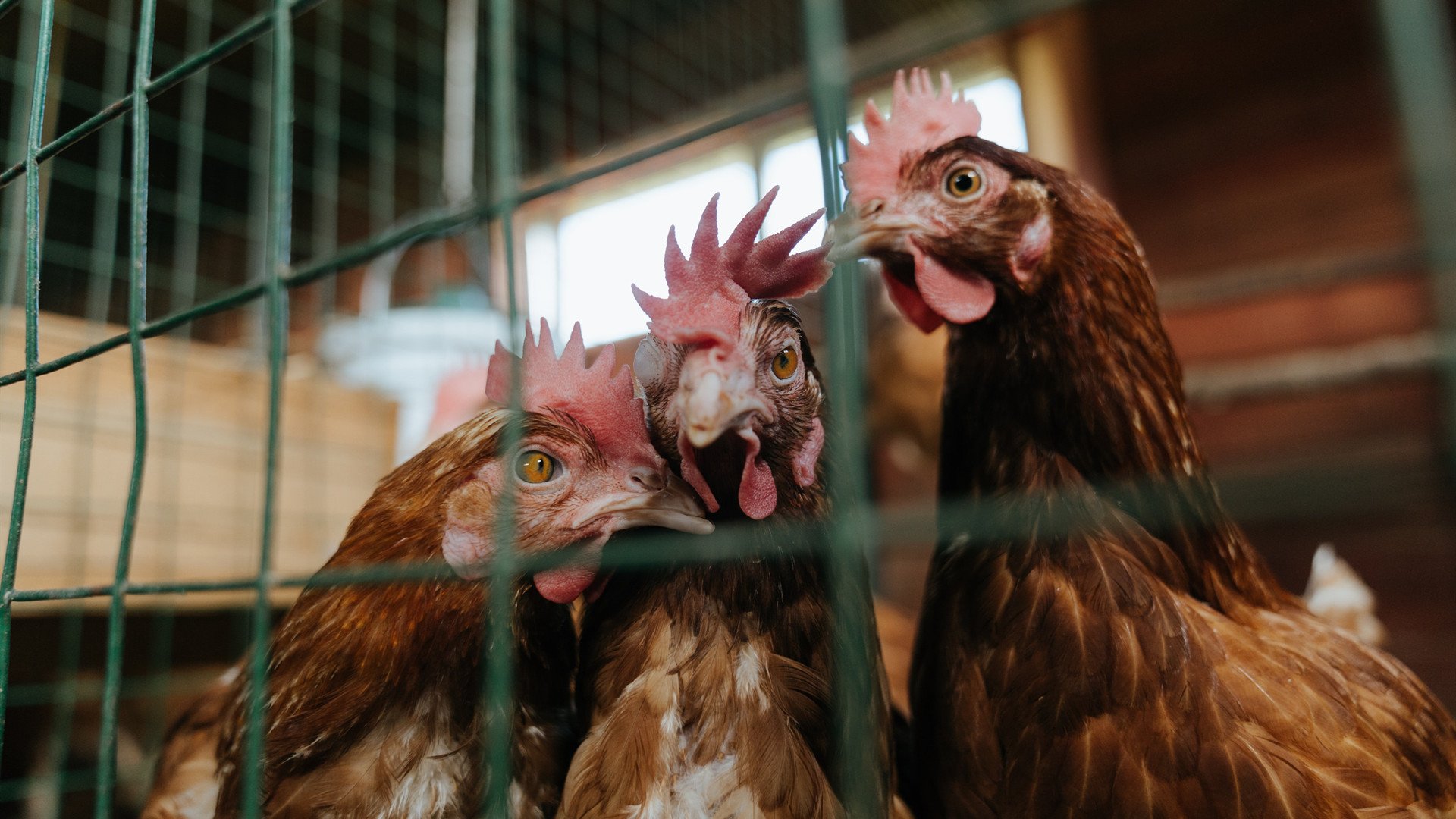 AYX GAMING-萨拉戈萨遭遇逆转，生疏心态招致失败，萨拉戈萨市