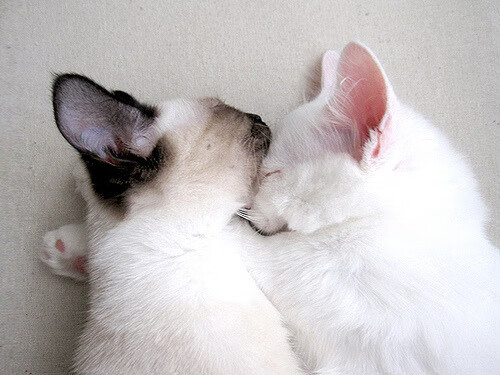 AYX GAMING-阿根廷奥运之路全记录，阿根廷奥运会参赛名单