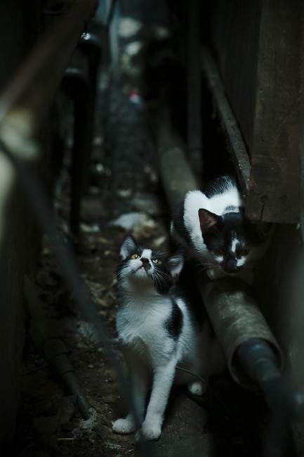 爱游戏app下载-哥伦比亚队在巴黎奥运会比赛中展现出高效的快攻配合,哥伦比亚在奥运会第几个出场