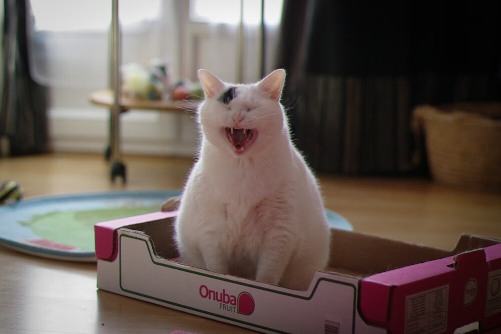 爱游戏体育-摩洛哥马术协会推出青少年马术培训计划,培养未来骑手。,摩洛哥马拉松