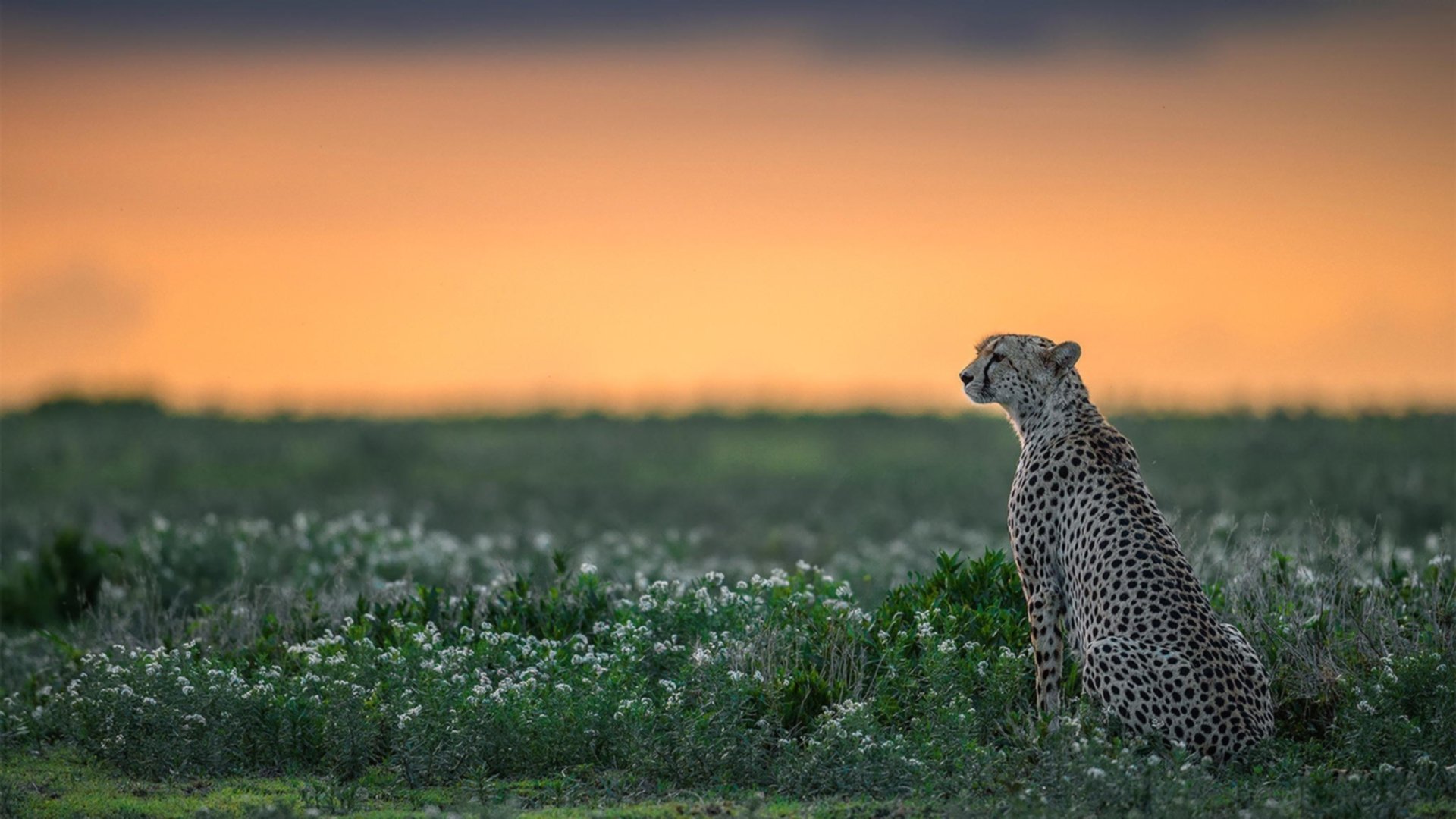 外教更迭频繁导致战术不连贯