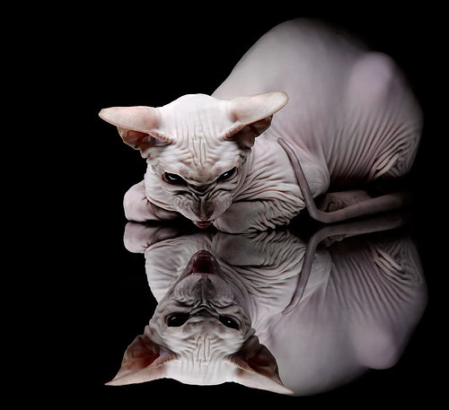 AYX体育官网-划频波动数据对冲刺效果影响，划幅和划频