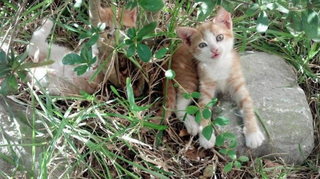 西甲裁判引导语变化对球队心理博弈的间接影响探讨，西甲裁判服装