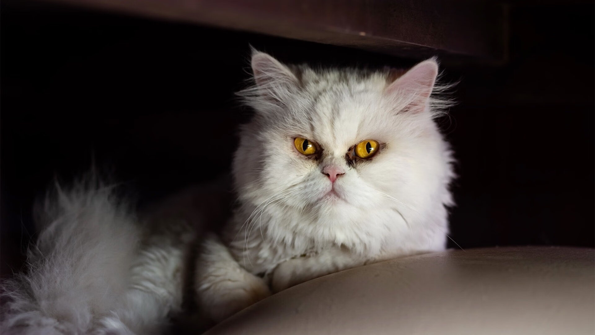 爱游戏体育-200蝶划水动作效率：中国小幅领先，蝶泳的划水动作轨迹是三维的