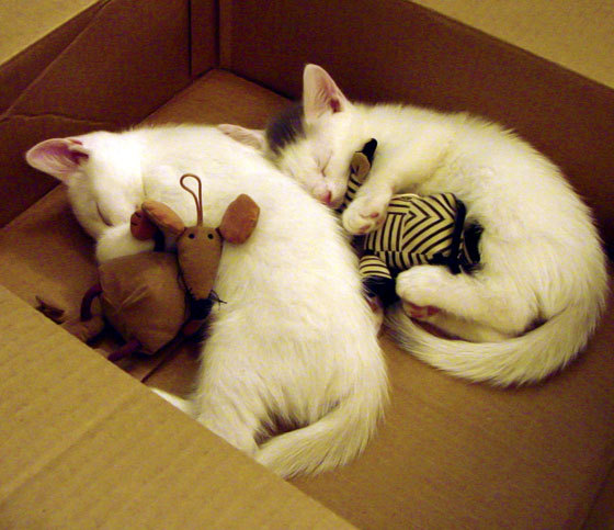 爱游戏官网-印度乒乓队的未来：提升国际赛事经验，争取更多突破，印度乒乓球名将